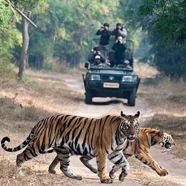 Wildlife Tour Packages Image
